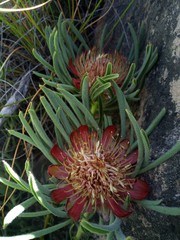 Protea canaliculata