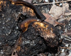 Neolentinus dactyloides