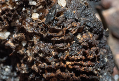 Neolentinus dactyloides