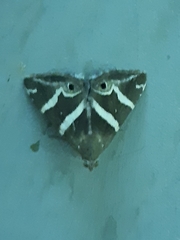 Grammodes pulcherrima