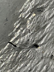 Periophthalmus modestus