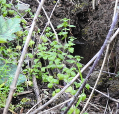 Hesperocnide tenella