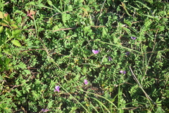 Tephrosia cinerea