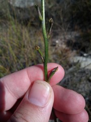 Disa salteri