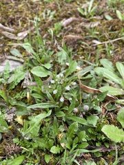 Capsella bursa-pastoris