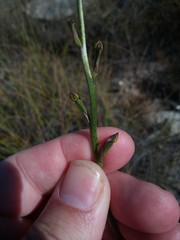 Disa salteri