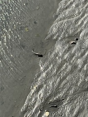 Periophthalmus modestus