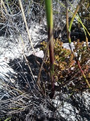 Disa salteri