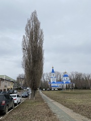 Populus