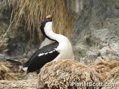 Leucocarbo georgianus