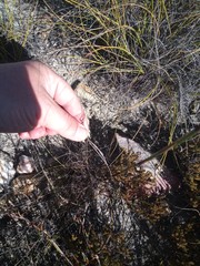 Disa salteri