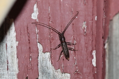 Geropa concolor