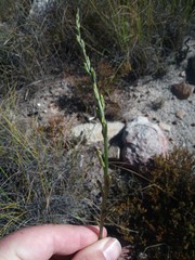 Disa salteri