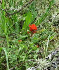 Castilleja hispida hispida