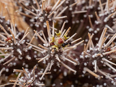 Euphorbia melanohydrata