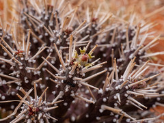 Euphorbia melanohydrata