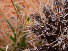 Euphorbia melanohydrata