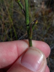 Disa salteri
