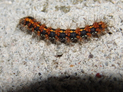 Euplagia quadripunctaria