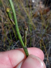 Disa salteri