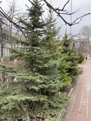 Picea