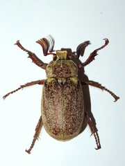 Polyphylla adspersa