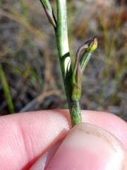 Disa salteri