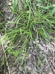 Carex leptonervia