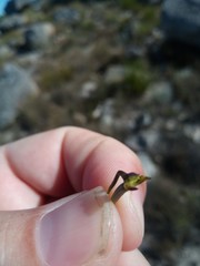 Disa salteri