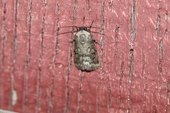 Sympistis sectiloides