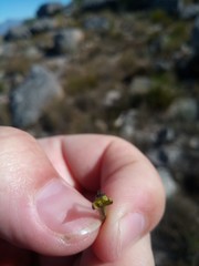 Disa salteri