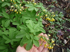 Gymnospermium smirnowii