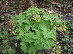 Gymnospermium smirnowii