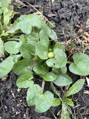 Ficaria verna