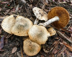 Conocybe intrusa