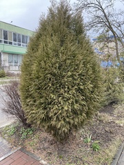 Thuja