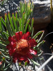 Protea canaliculata