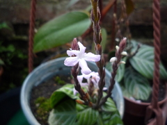 Chamaeranthemum venosum