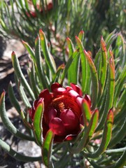 Protea canaliculata