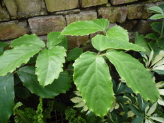 Rhoicissus rhomboidea
