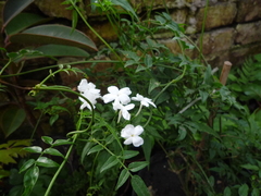 Jasminum officinale