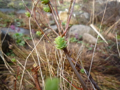 Hylotelephium populifolium