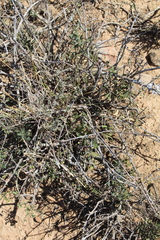 Pachypodium