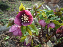 Helleborus atrorubens