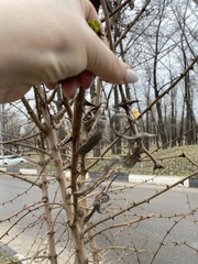 Robinia pseudoacacia