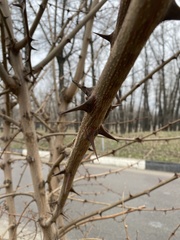 Robinia pseudoacacia