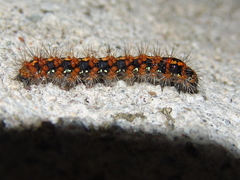 Euplagia quadripunctaria