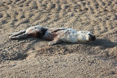 Halichoerus grypus grypus