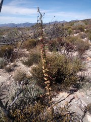 Disa salteri