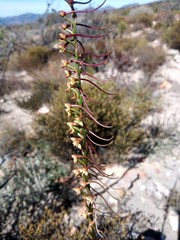 Disa salteri